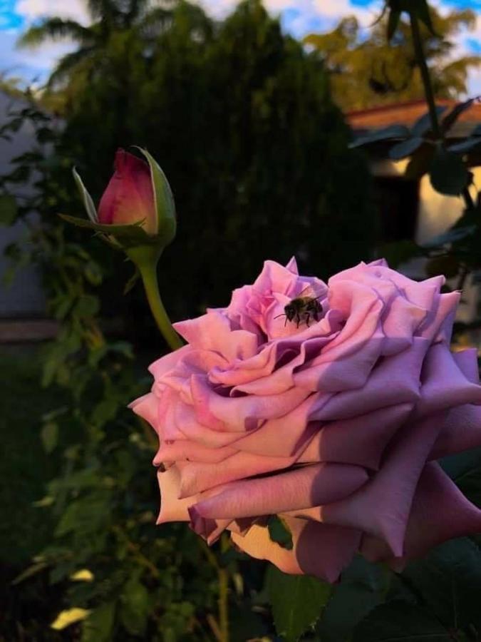 "Nueva La Grappa" Hotel & Posada Altos Dış mekan fotoğraf